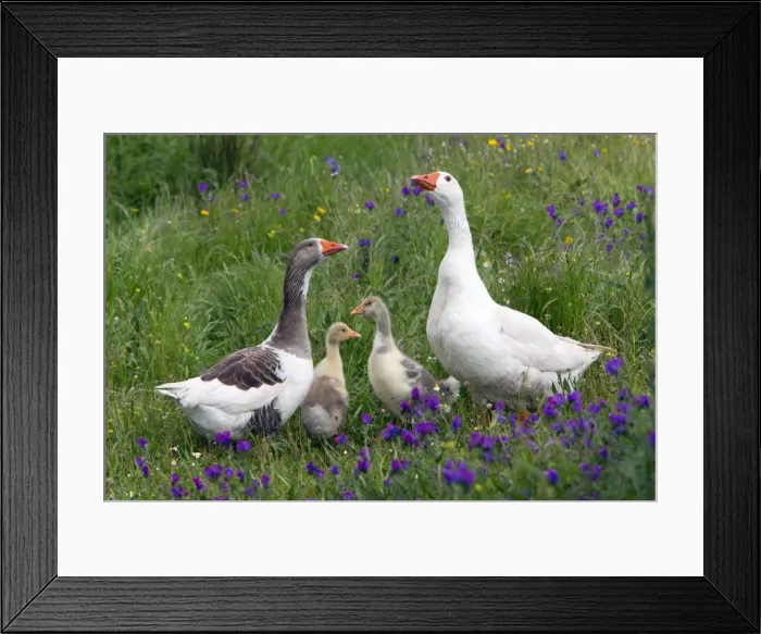 Framed Print : Picture No. 10984441 Framed Print : Picture No. 10984441