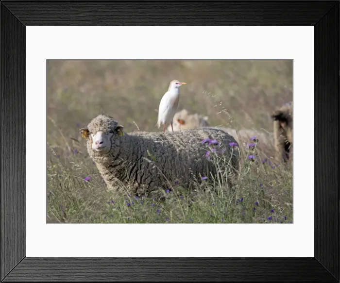 Framed Print : Picture No. 10984434 Framed Print : Picture No. 10984434