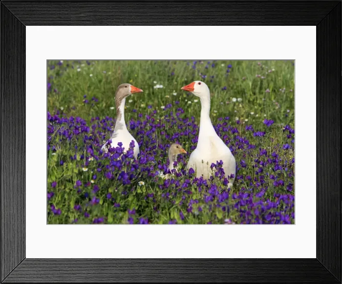 Framed Print : Picture No. 10984442 Framed Print : Picture No. 10984442