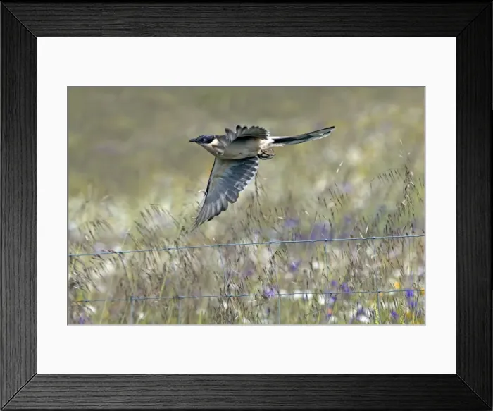 Framed Print : Picture No. 10984448 Framed Print : Picture No. 10984448