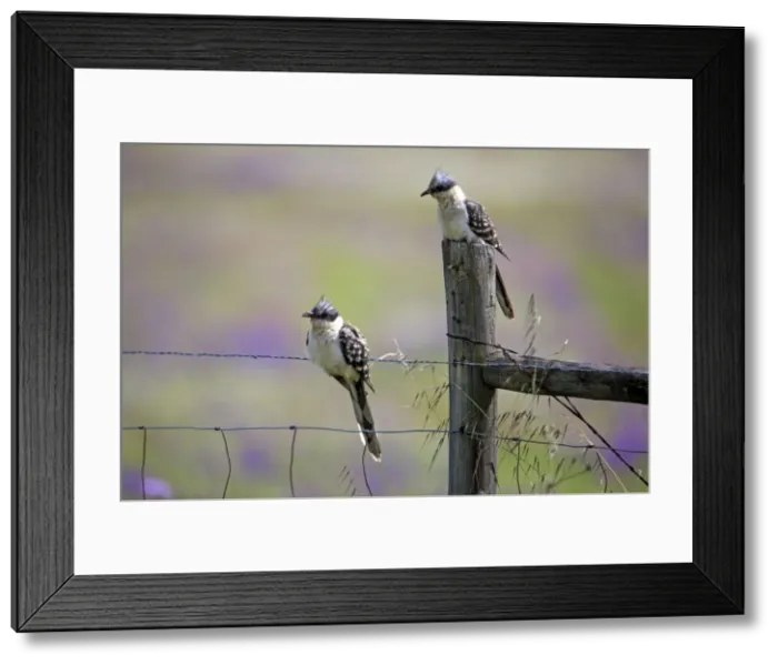 Framed Print : Picture No. 10984446 Framed Print : Picture No. 10984446