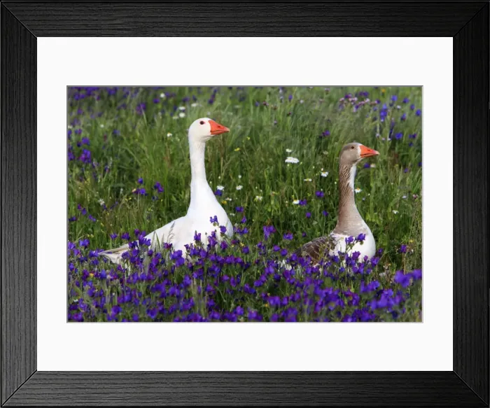 Framed Print : Picture No. 10984443 Framed Print : Picture No. 10984443