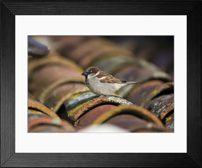 Framed Print : Picture No. 10984450 Framed Print : Picture No. 10984450