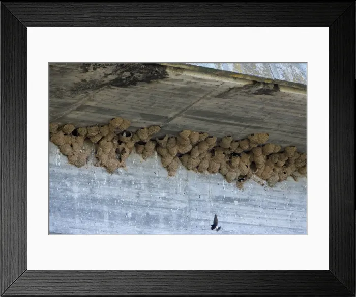 Framed Print : Picture No. 10984449 Framed Print : Picture No. 10984449