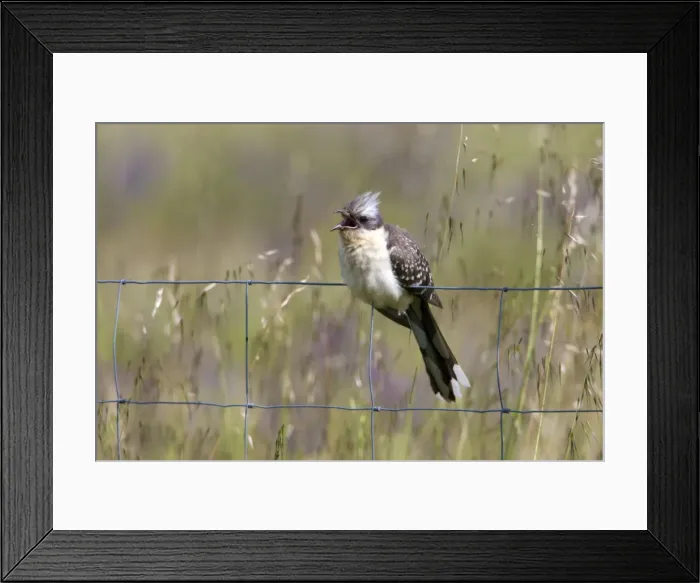 Framed Print : Picture No. 10984447 Framed Print : Picture No. 10984447