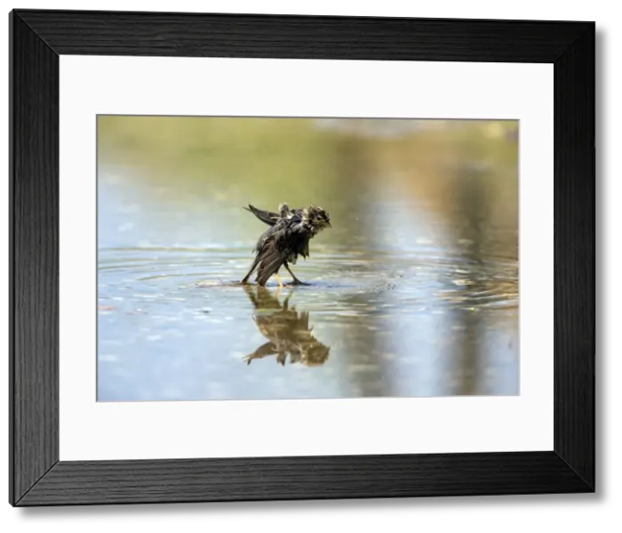 Framed Print : Picture No. 10984452