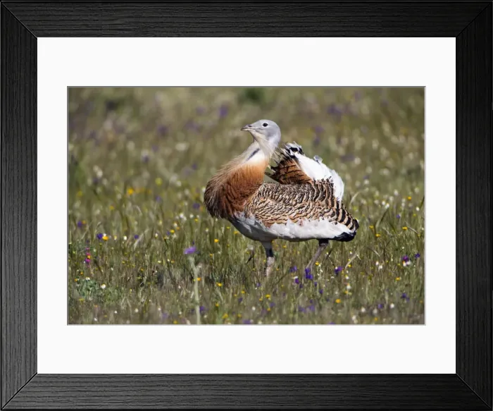 Framed Print : Picture No. 10984445 Framed Print : Picture No. 10984445