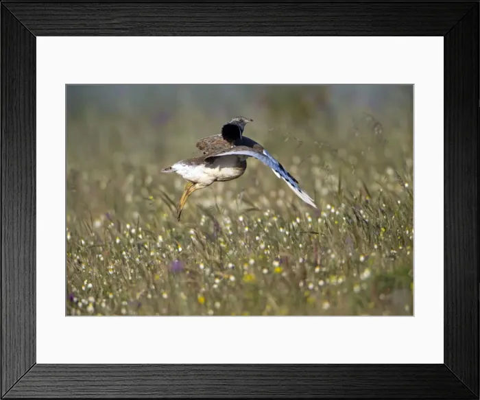 Framed Print : Picture No. 10984455 Framed Print : Picture No. 10984455