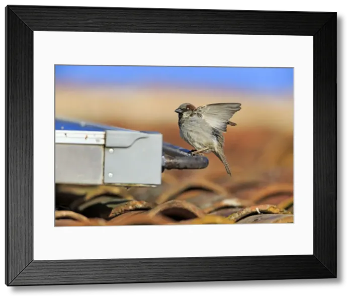 Framed Print : Picture No. 10984451 Framed Print : Picture No. 10984451