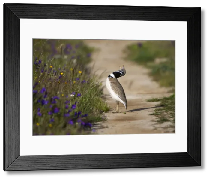 Framed Print : Picture No. 10984457
