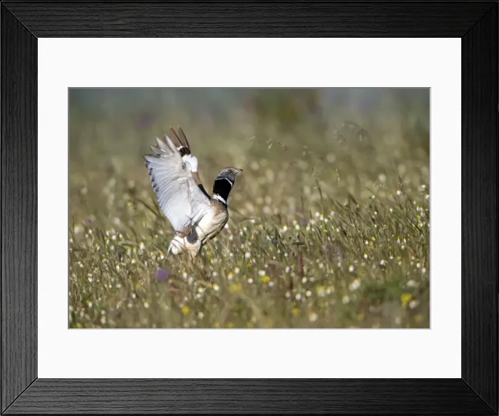 Framed Print : Picture No. 10984454