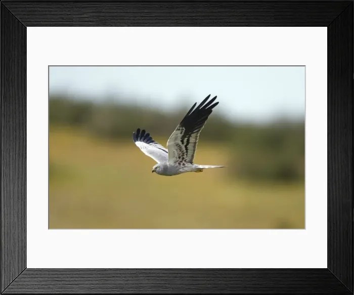 Framed Print : Picture No. 10984461 Framed Print : Picture No. 10984461