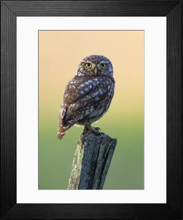 Framed Print : Picture No. 10984459