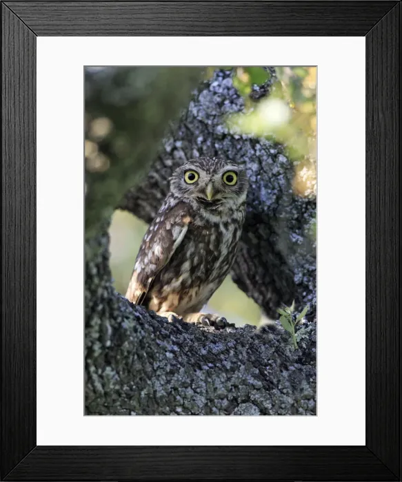 Framed Print : Picture No. 10984460 Framed Print : Picture No. 10984460