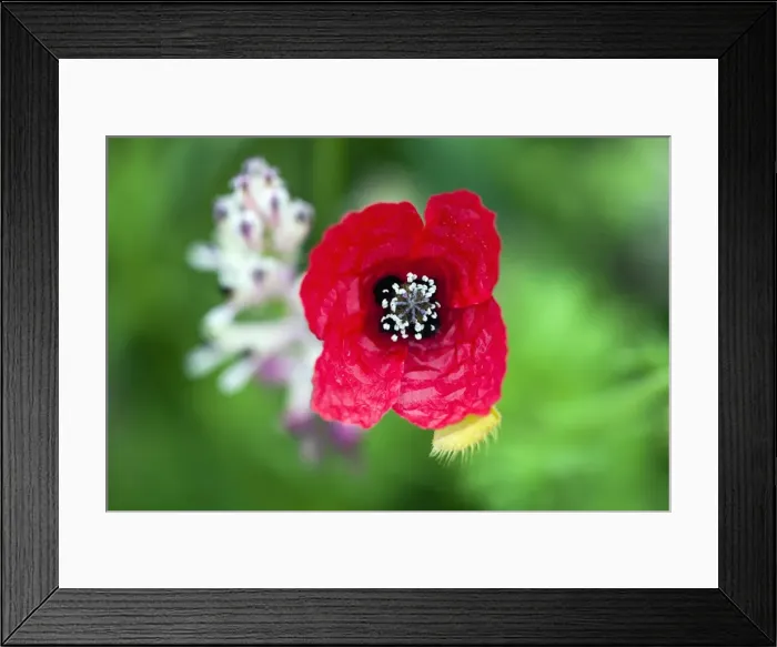 Framed Print : Picture No. 10984462 Framed Print : Picture No. 10984462