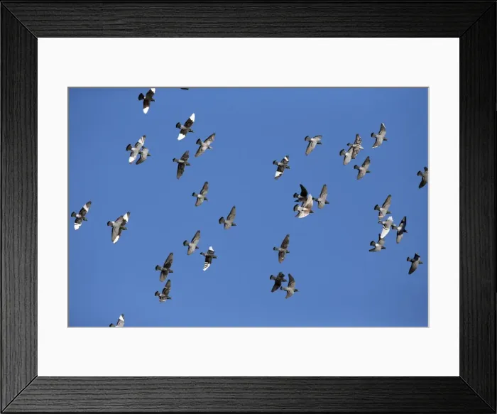 Framed Print : Picture No. 10984465 Framed Print : Picture No. 10984465