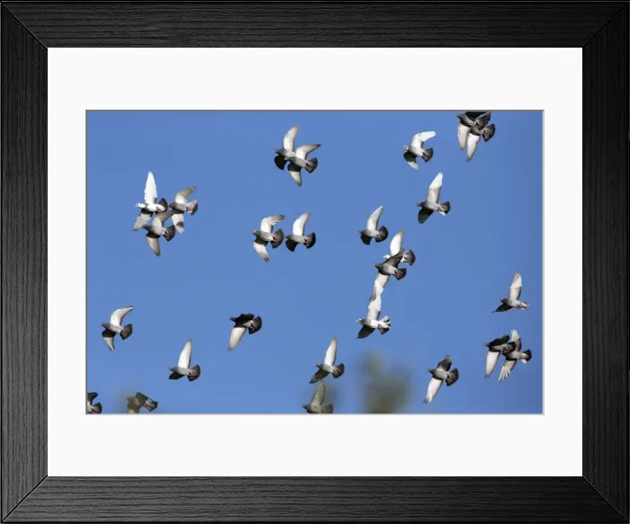 Framed Print : Picture No. 10984466 Framed Print : Picture No. 10984466