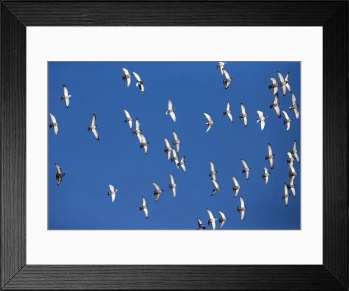 Framed Print : Picture No. 10984464 Framed Print : Picture No. 10984464