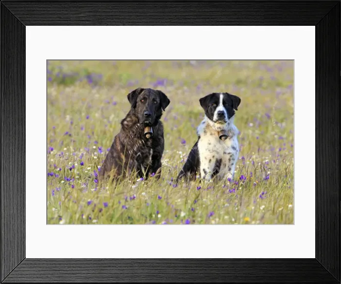 Framed Print : Picture No. 10984470 Framed Print : Picture No. 10984470