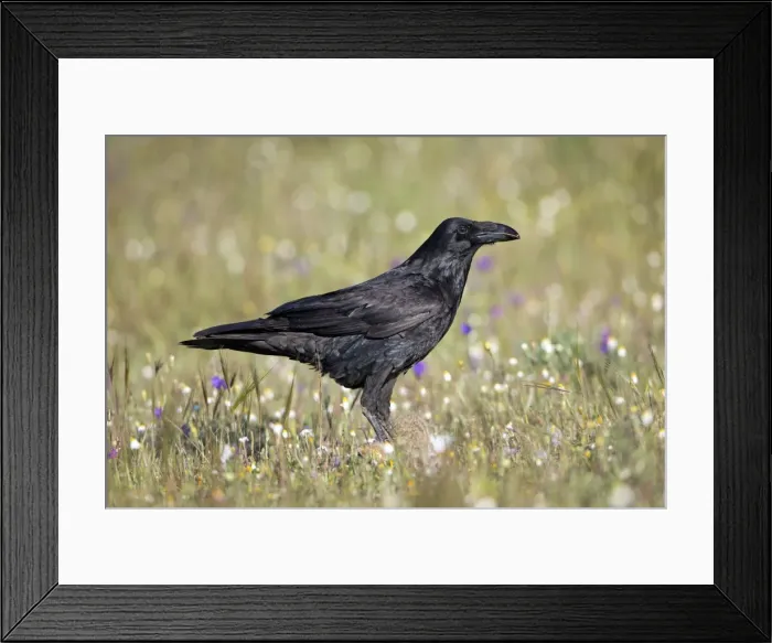Framed Print : Picture No. 10984467 Framed Print : Picture No. 10984467