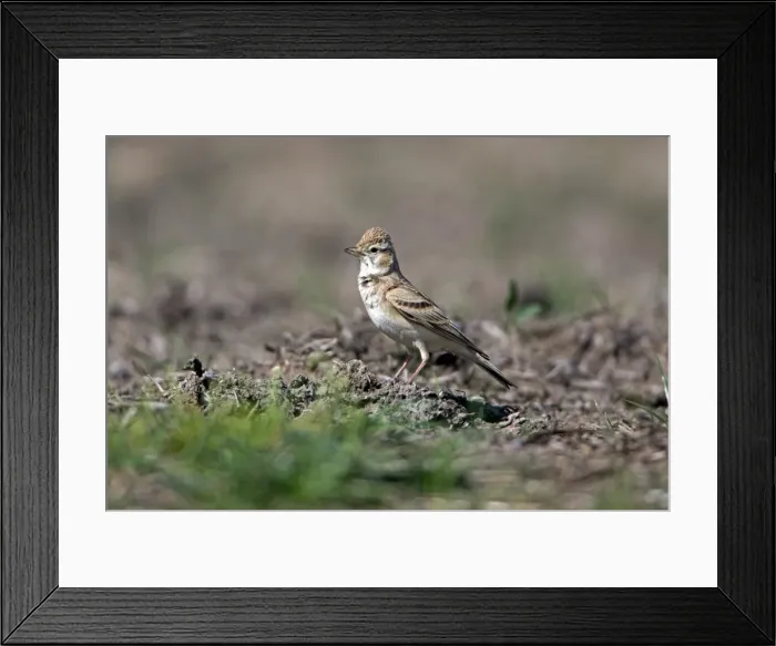 Framed Print : Picture No. 10984472