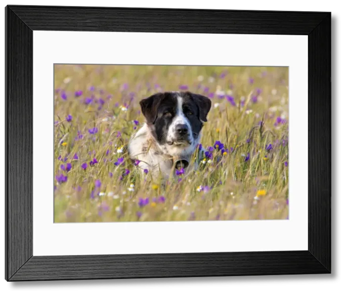 Framed Print : Picture No. 10984469 Framed Print : Picture No. 10984469