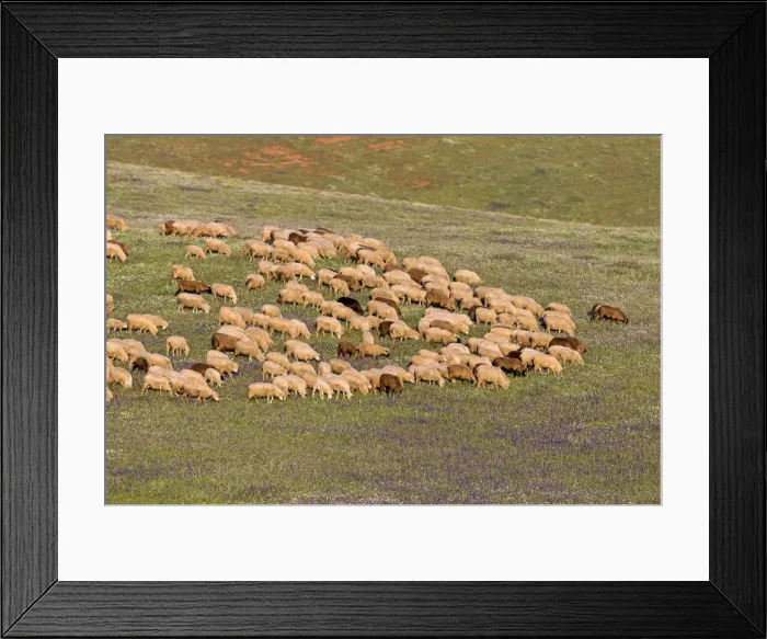 Framed Print : Picture No. 10984468