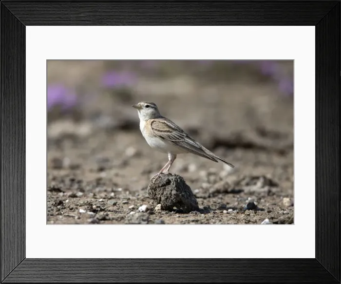 Framed Print : Picture No. 10984471 Framed Print : Picture No. 10984471