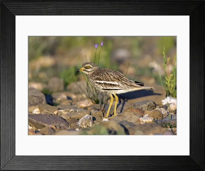 Framed Print : Picture No. 10984476 Framed Print : Picture No. 10984476