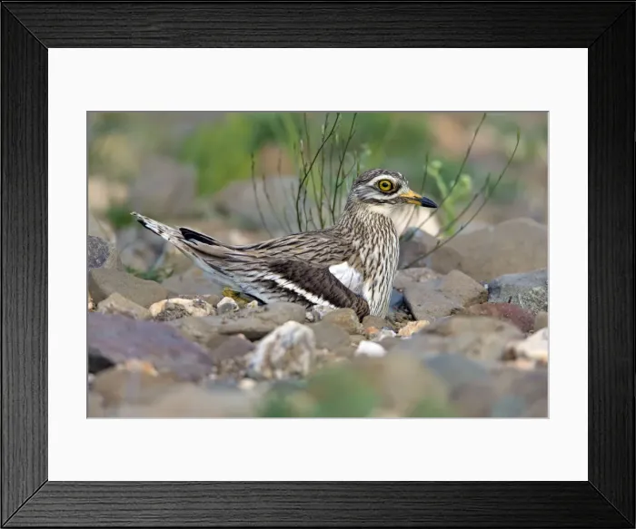 Framed Print : Picture No. 10984474 Framed Print : Picture No. 10984474