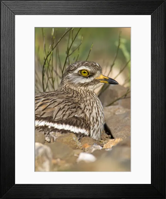 Framed Print : Picture No. 10984475 Framed Print : Picture No. 10984475