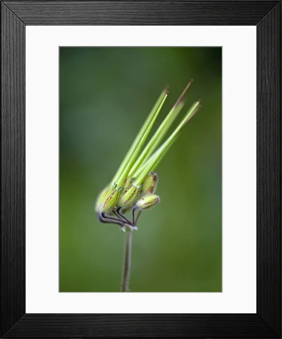 Framed Print : Picture No. 10984478