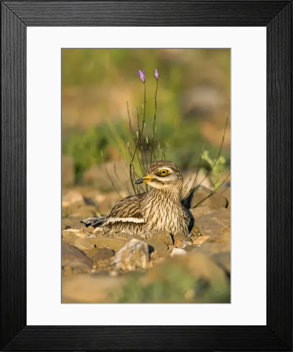 Framed Print : Picture No. 10984477