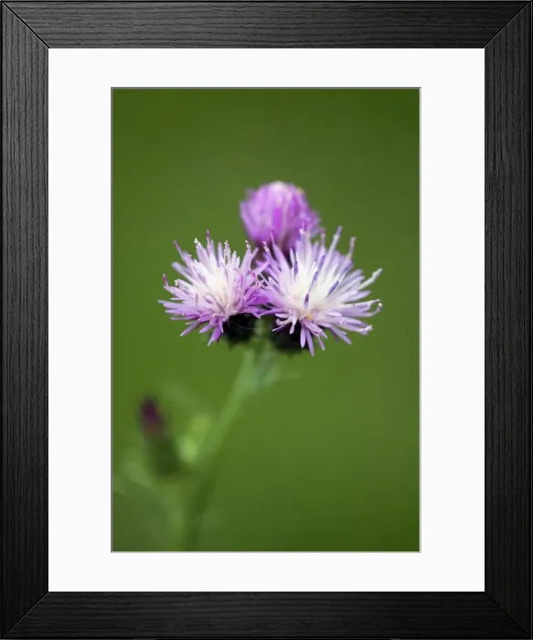 Framed Print : Picture No. 10984482 Framed Print : Picture No. 10984482