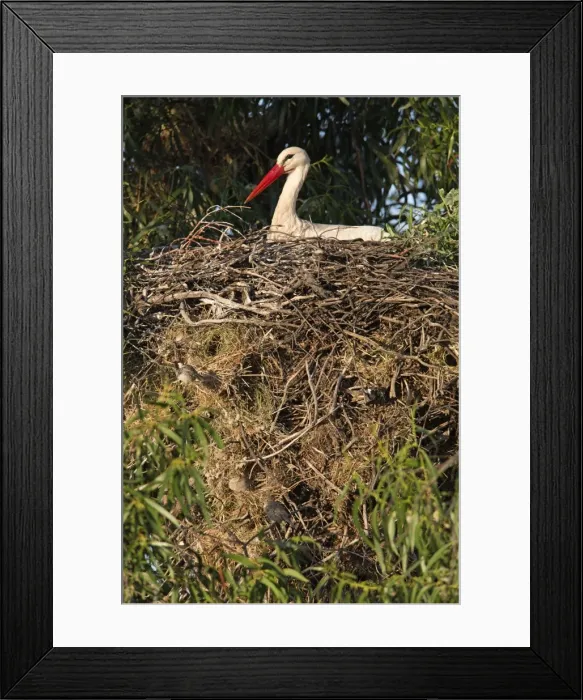 Framed Print : Picture No. 10984484