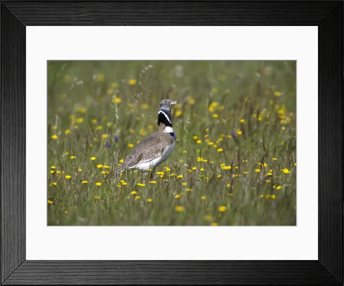 Framed Print : Picture No. 10984456 Framed Print : Picture No. 10984456