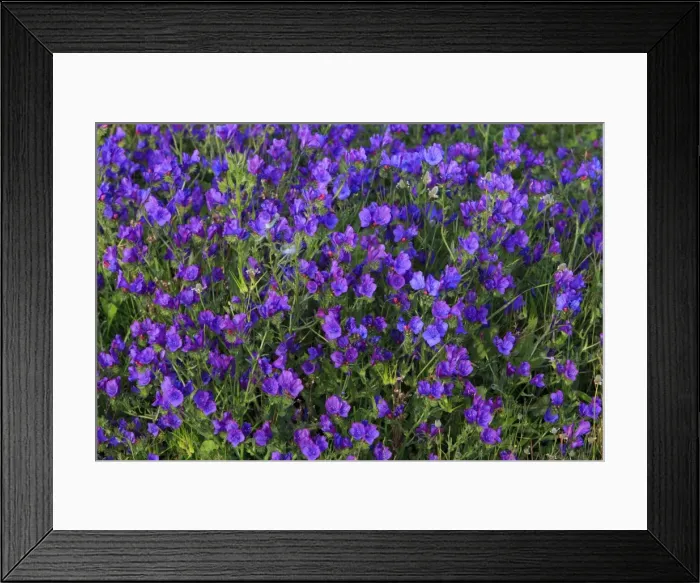 Framed Print : Picture No. 10984483 Framed Print : Picture No. 10984483
