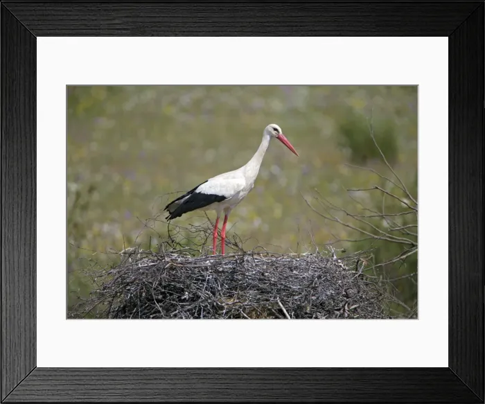 Framed Print : Picture No. 10984486