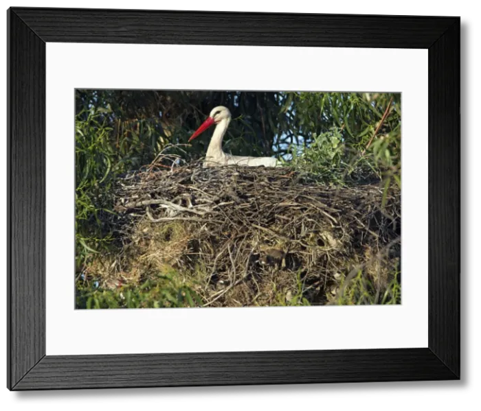 Framed Print : Picture No. 10984485 Framed Print : Picture No. 10984485