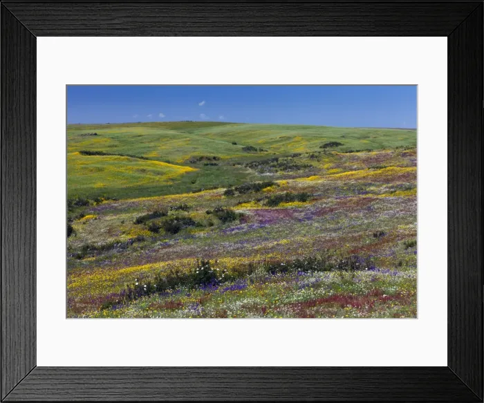 Framed Print : Picture No. 10984488 Framed Print : Picture No. 10984488