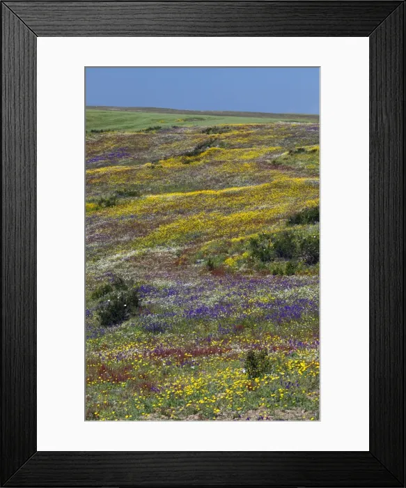 Framed Print : Picture No. 10984487