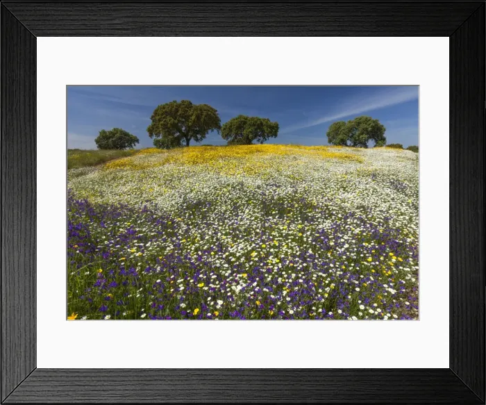 Framed Print : Picture No. 10984491 Framed Print : Picture No. 10984491