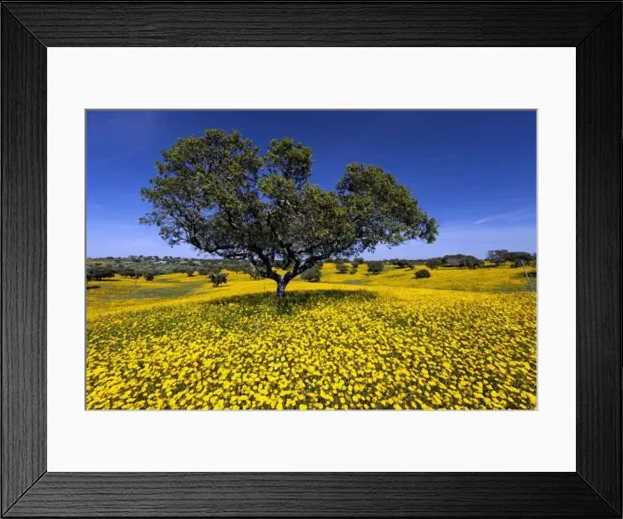 Framed Print : Picture No. 10984493 Framed Print : Picture No. 10984493