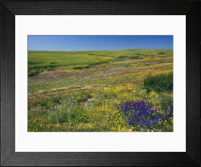 Framed Print : Picture No. 10984489 Framed Print : Picture No. 10984489