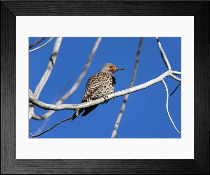 Framed Print : Picture No. 10984496