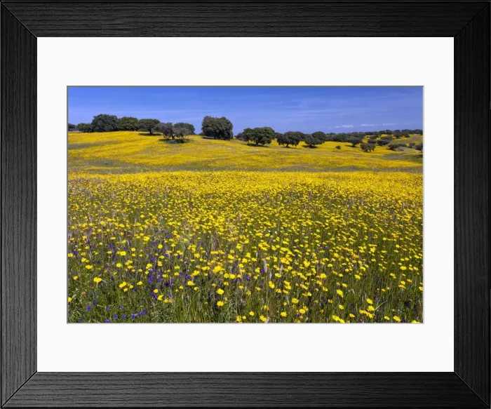 Framed Print : Picture No. 10984494 Framed Print : Picture No. 10984494
