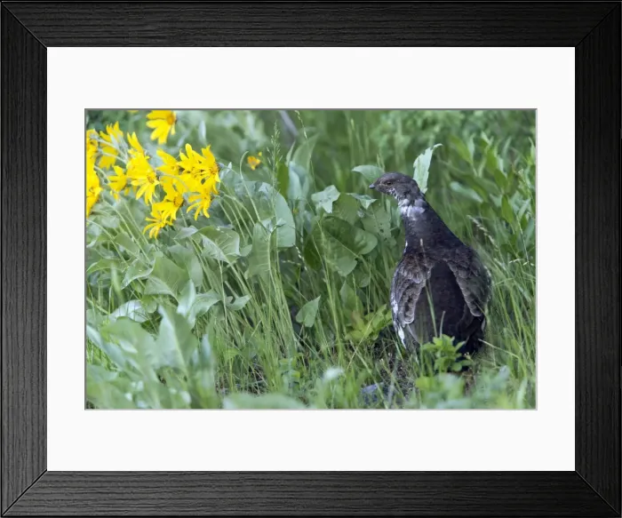 Framed Print : Picture No. 10984497 Framed Print : Picture No. 10984497
