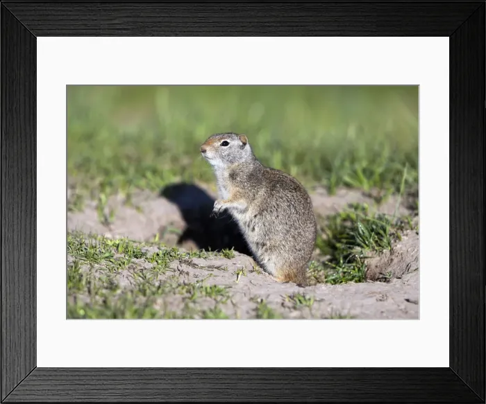Framed Print : Picture No. 10984504