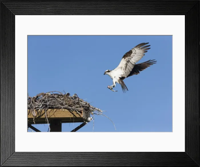 Framed Print : Picture No. 10984502 Framed Print : Picture No. 10984502