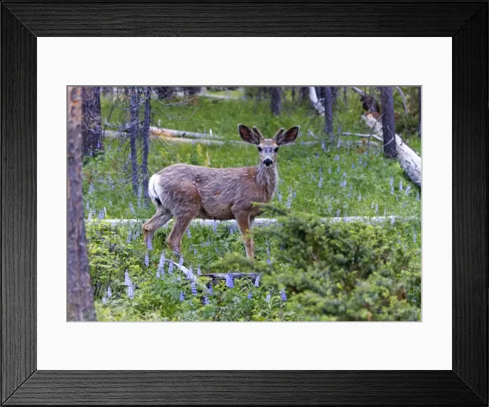 Framed Print : Picture No. 10984498 Framed Print : Picture No. 10984498